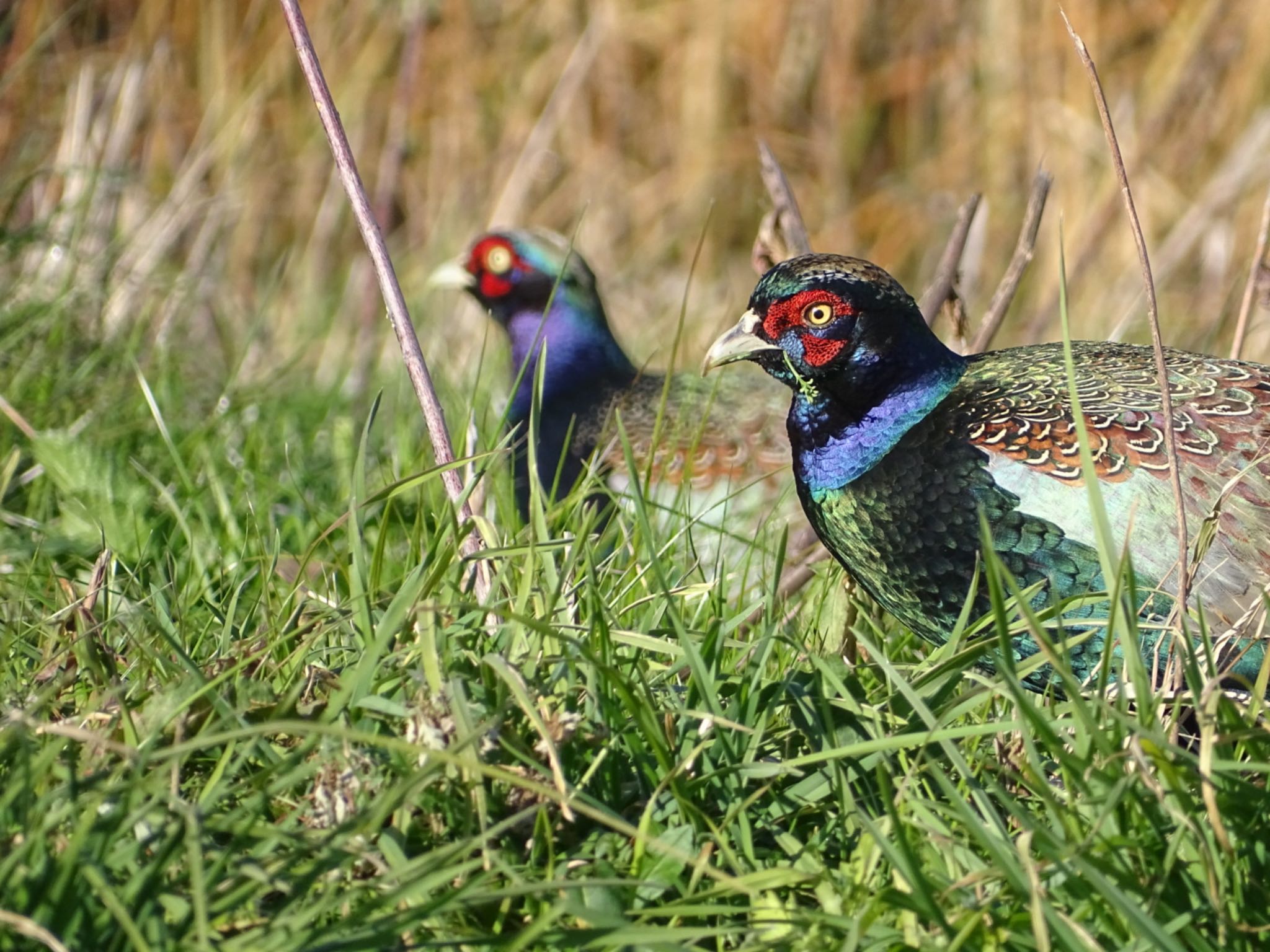 市野谷 水鳥の池 キジの写真