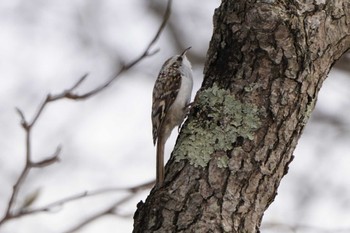 Eurasian Treecreeper(daurica) Unknown Spots Sat, 12/30/2023