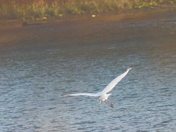 Great Egret 笠松みなと公園 Fri, 12/29/2023