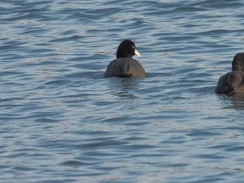 Eurasian Coot 笠松みなと公園 Fri, 12/29/2023