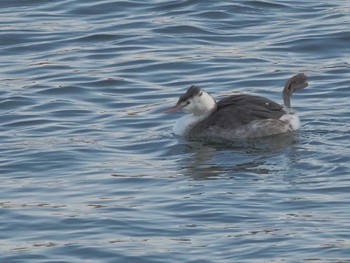 Great Crested Grebe 笠松みなと公園 Fri, 12/29/2023