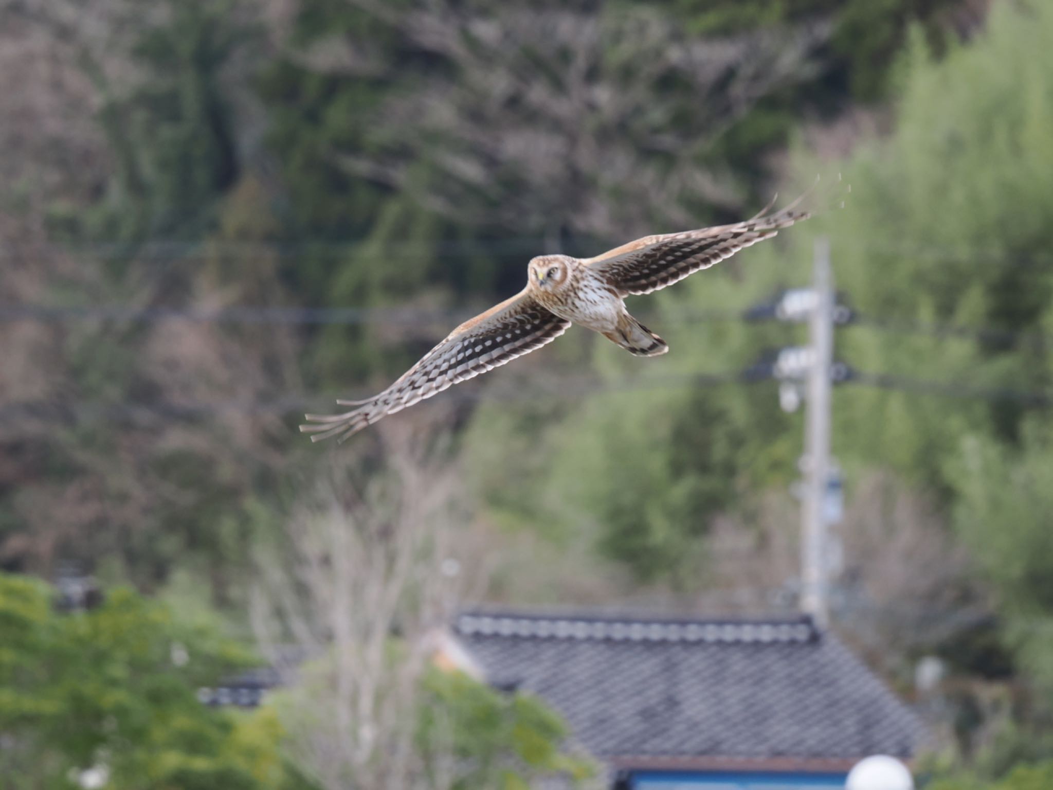  ハイイロチュウヒの写真