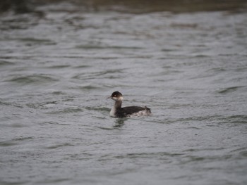 Black-necked Grebe Unknown Spots Mon, 1/1/2024