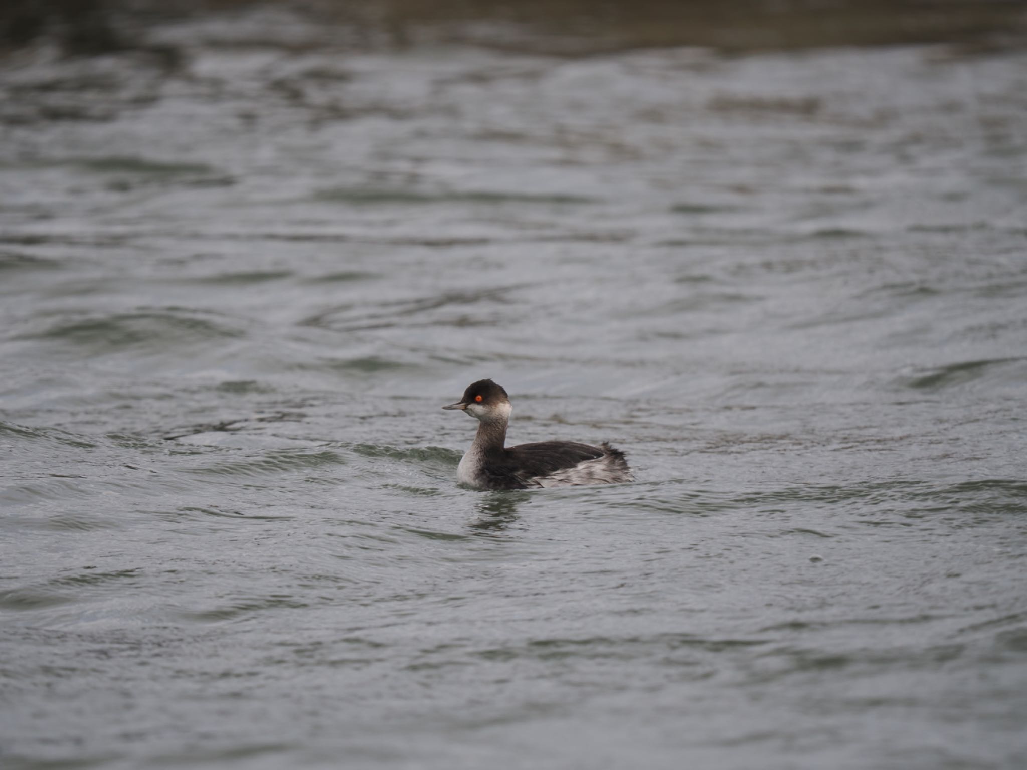 Photo of Black-necked Grebe at  by マサ