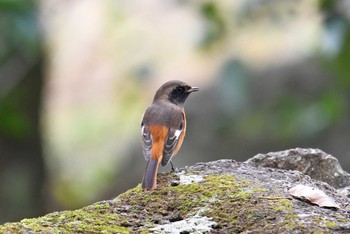 2018年10月28日(日) 葛西臨海公園の野鳥観察記録