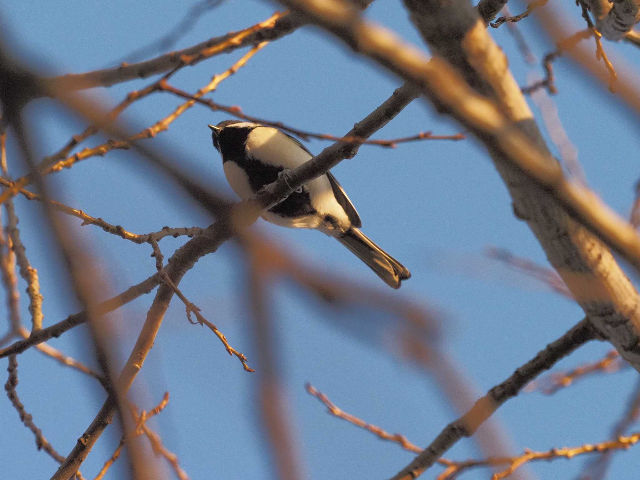 Photo of Japanese Tit at 笠松みなと公園 by MaNu猫