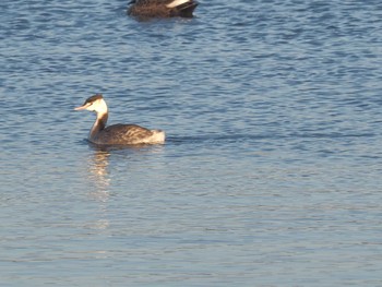 Great Crested Grebe 笠松みなと公園 Mon, 1/1/2024