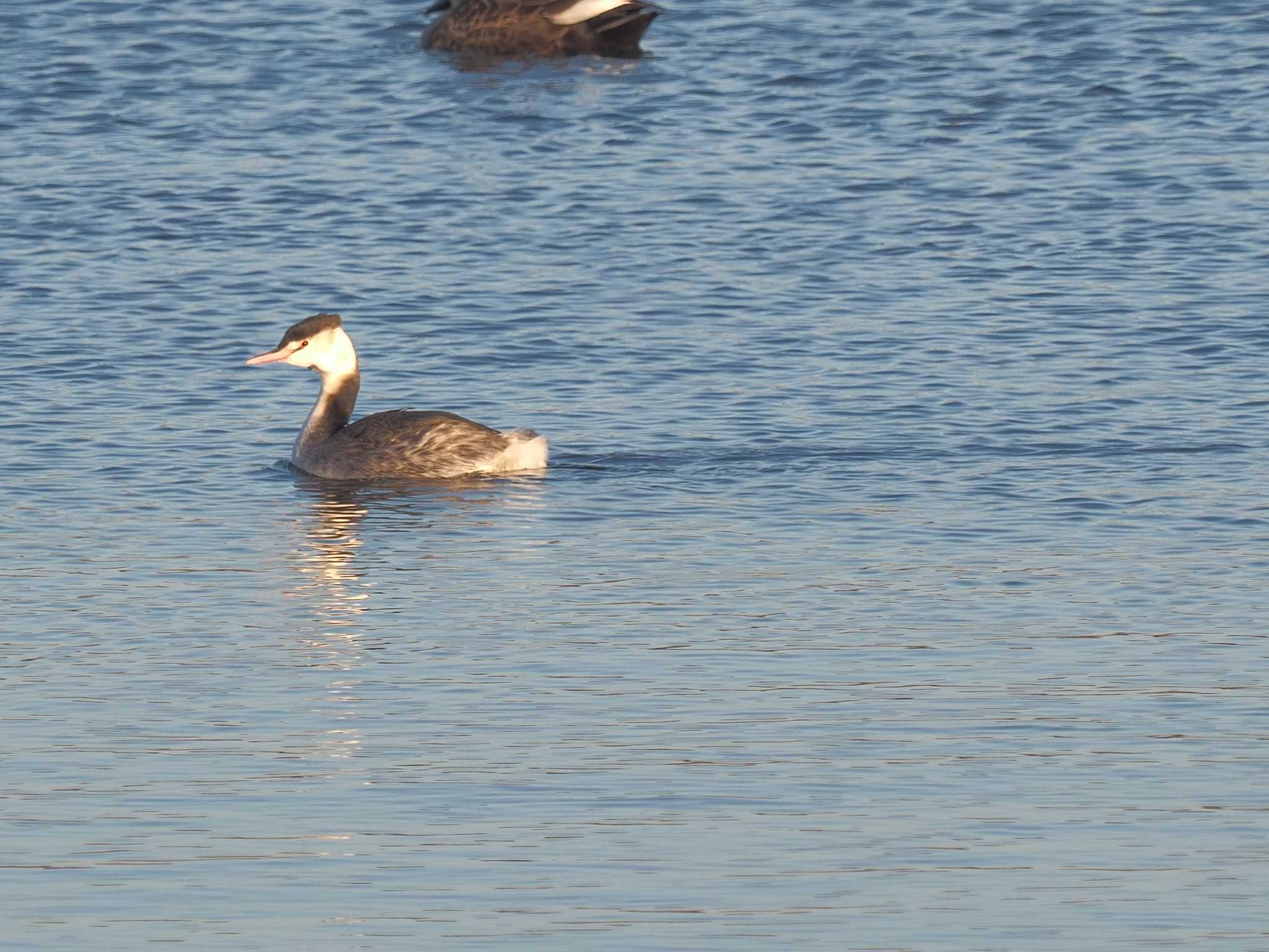 Photo of Great Crested Grebe at 笠松みなと公園 by MaNu猫