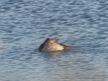 Common Pochard 笠松みなと公園 Mon, 1/1/2024