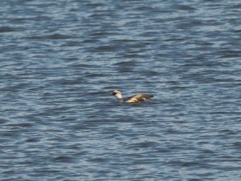 Smew 笠松みなと公園 Mon, 1/1/2024