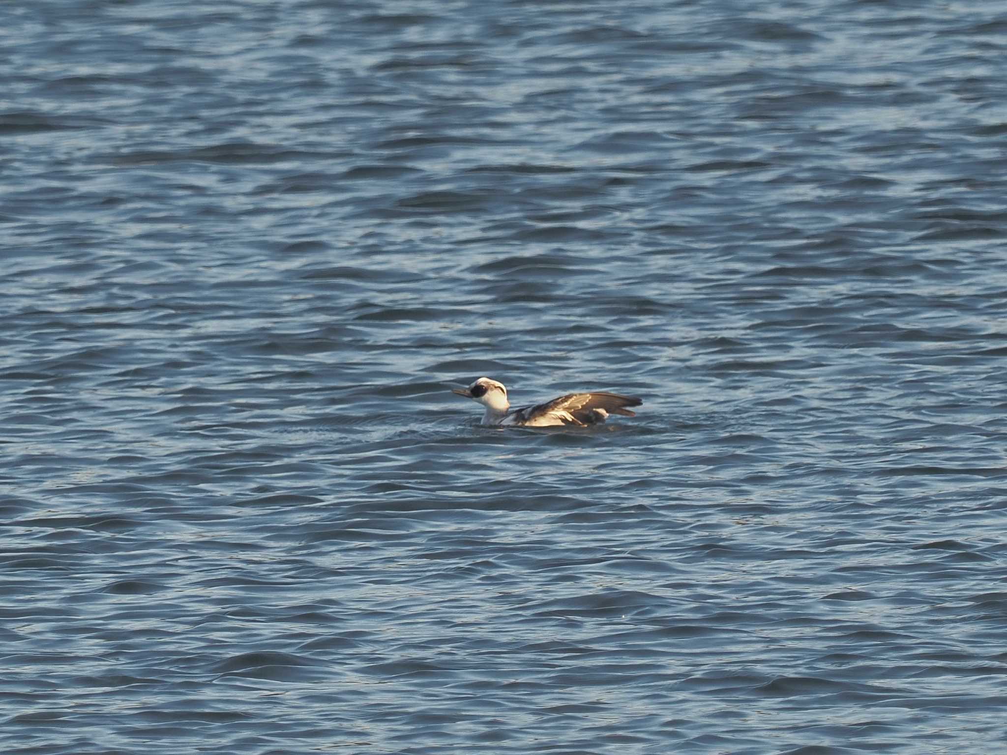 Photo of Smew at 笠松みなと公園 by MaNu猫