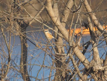 Bull-headed Shrike 笠松みなと公園 Mon, 1/1/2024