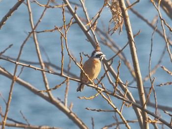 Meadow Bunting 笠松みなと公園 Mon, 1/1/2024