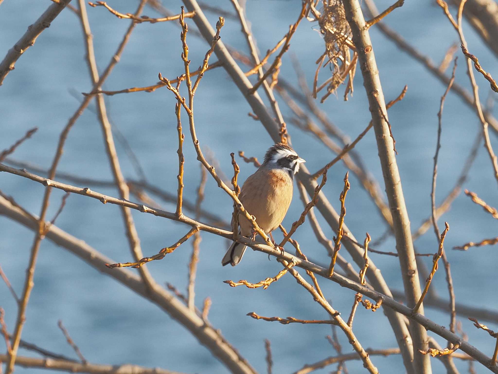 Photo of Meadow Bunting at 笠松みなと公園 by MaNu猫