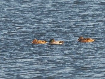 2024年1月1日(月) 笠松みなと公園の野鳥観察記録