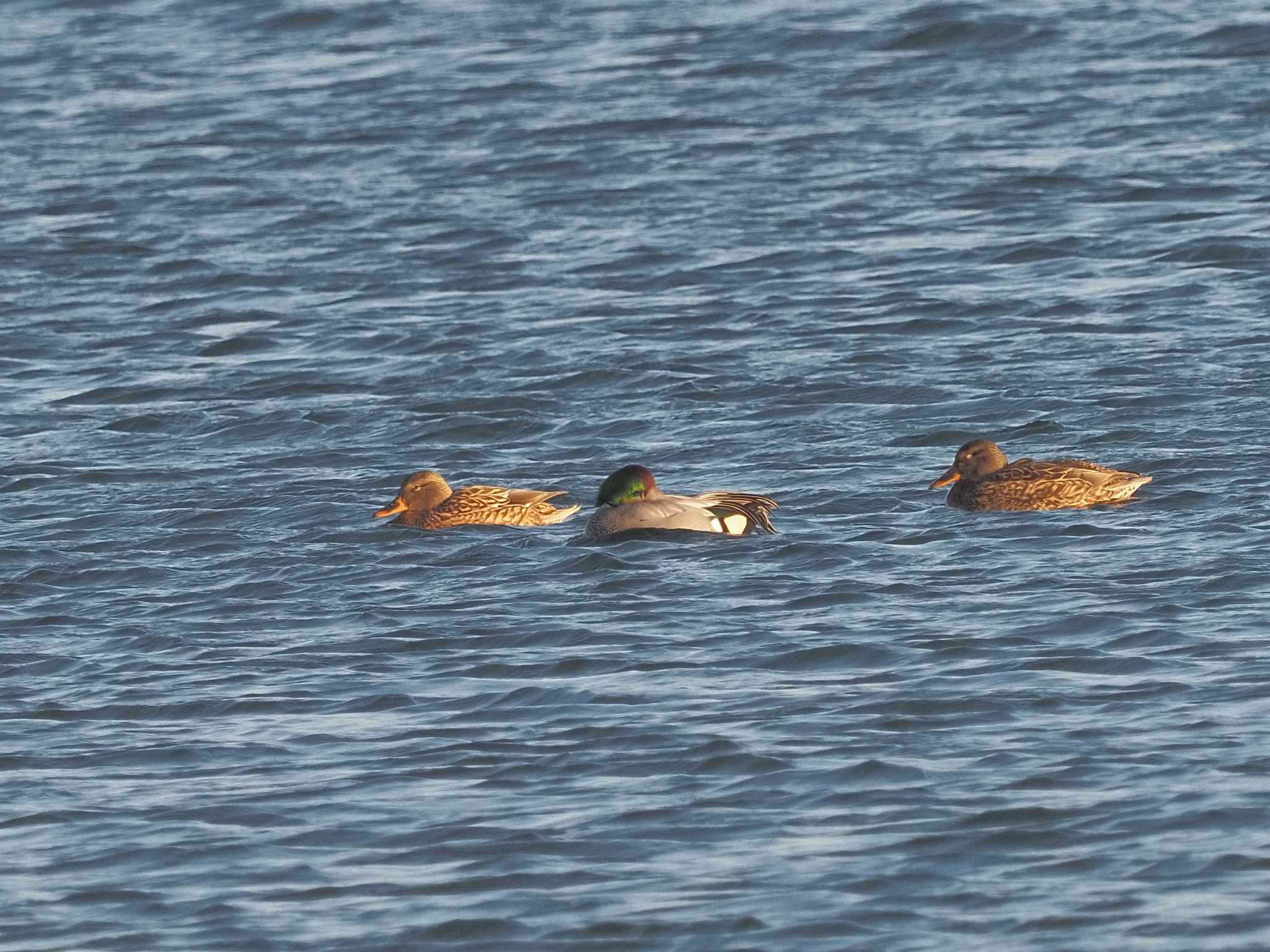 Photo of Falcated Duck at 笠松みなと公園 by MaNu猫