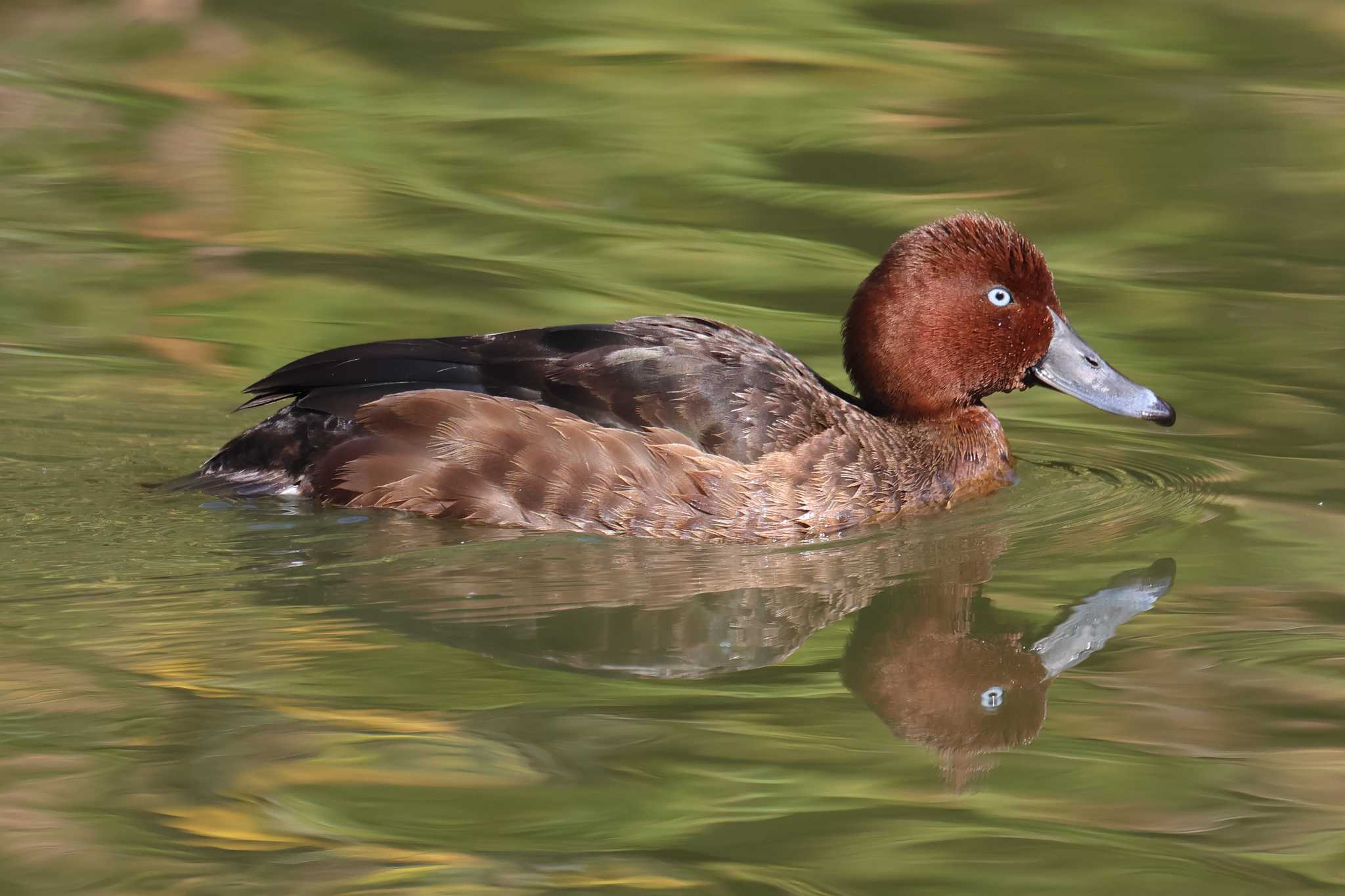 明石公園のメジロガモ