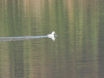 Smew 笠松みなと公園 Sat, 12/30/2023