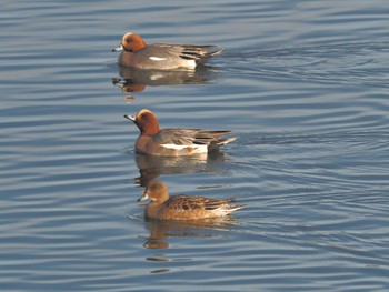 Eurasian Wigeon 笠松みなと公園 Sat, 12/30/2023