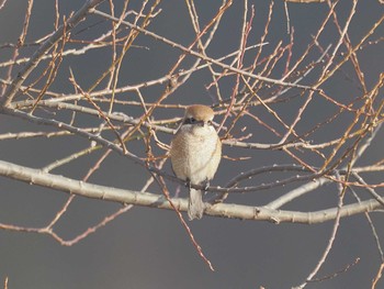 Bull-headed Shrike 笠松みなと公園 Sat, 12/30/2023