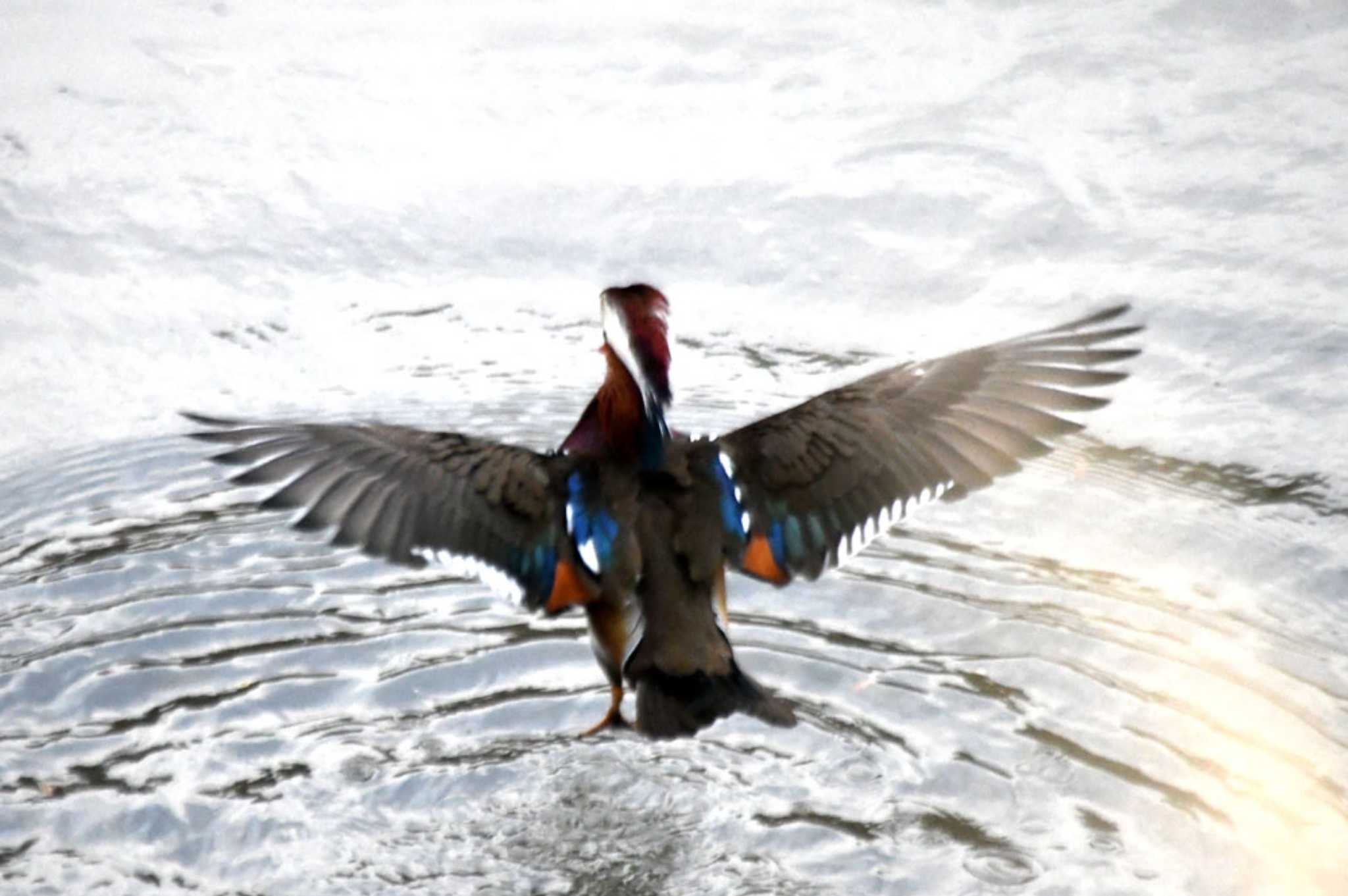 Photo of Mandarin Duck at 奈良山公園 by TOM57