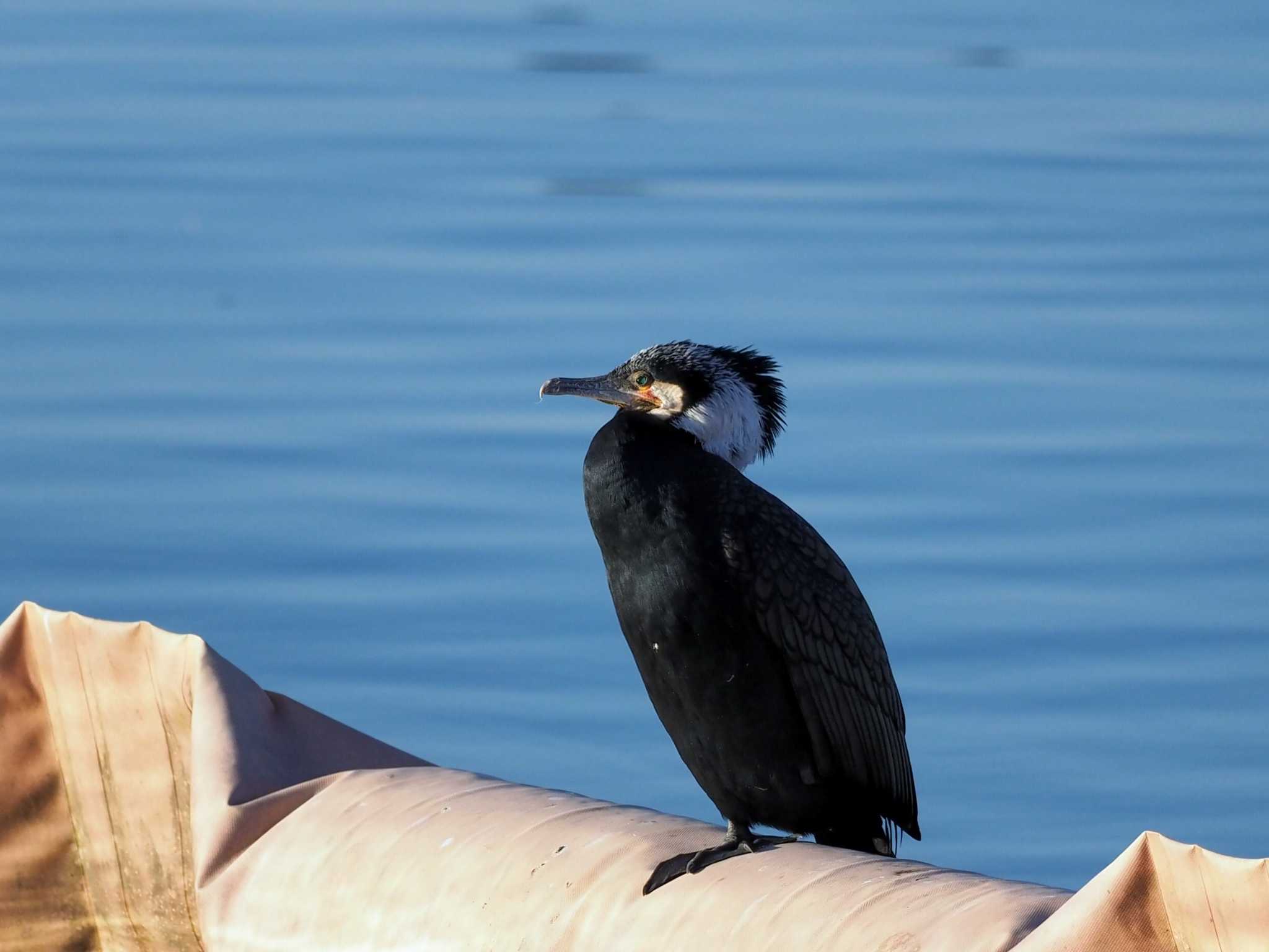 相模原沈殿池 カワウの写真