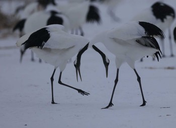 タンチョウ 鶴見台 2023年12月31日(日)