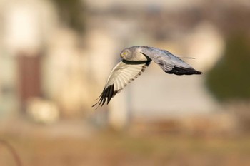 Hen Harrier Unknown Spots Mon, 1/1/2024