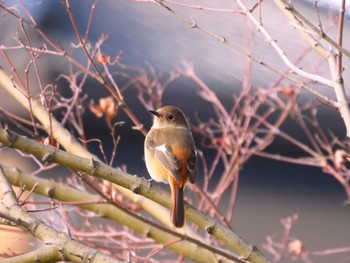 Daurian Redstart 渡良瀬游水池 Wed, 12/27/2023