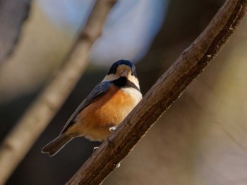 Mon, 1/1/2024 Birding report at 横浜市立金沢自然公園