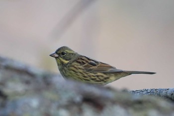 Sun, 10/28/2018 Birding report at Hakodateyama