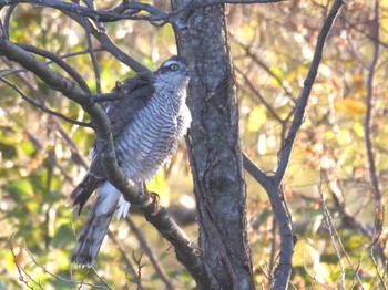 Eurasian Sparrowhawk Mizumoto Park Mon, 1/1/2024