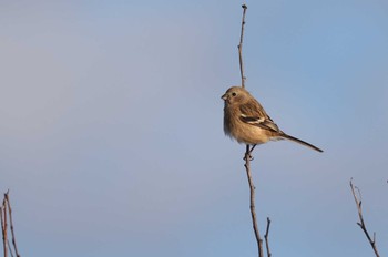 Siberian Long-tailed Rosefinch 北海道　函館市　函館空港 Mon, 1/1/2024