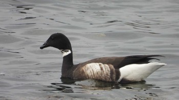 2023年12月2日(土) 蕪島(青森県)の野鳥観察記録