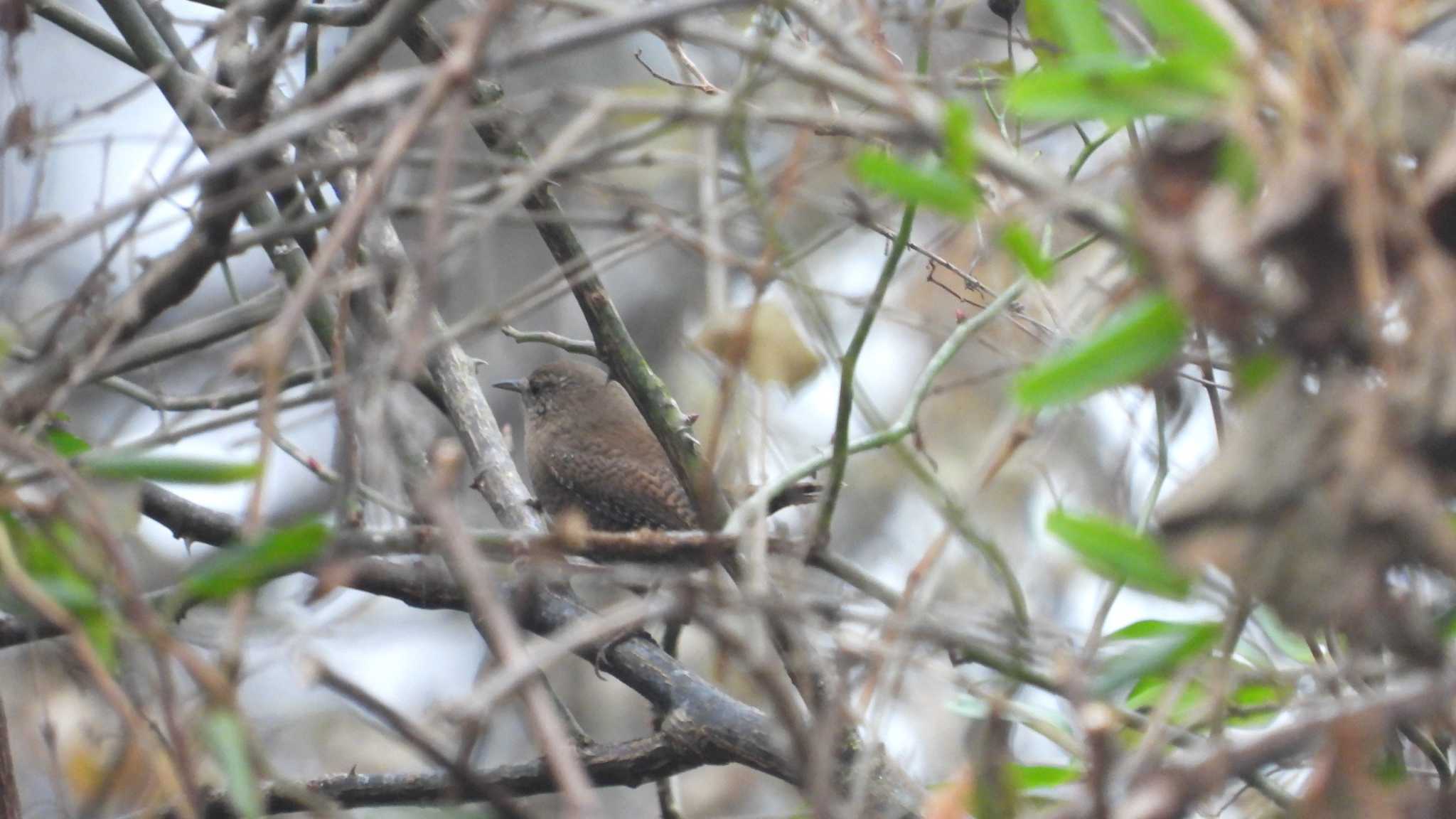 おいらせ町いちょう公園(青森県おいらせ町) ミソサザイの写真 by 緑の風