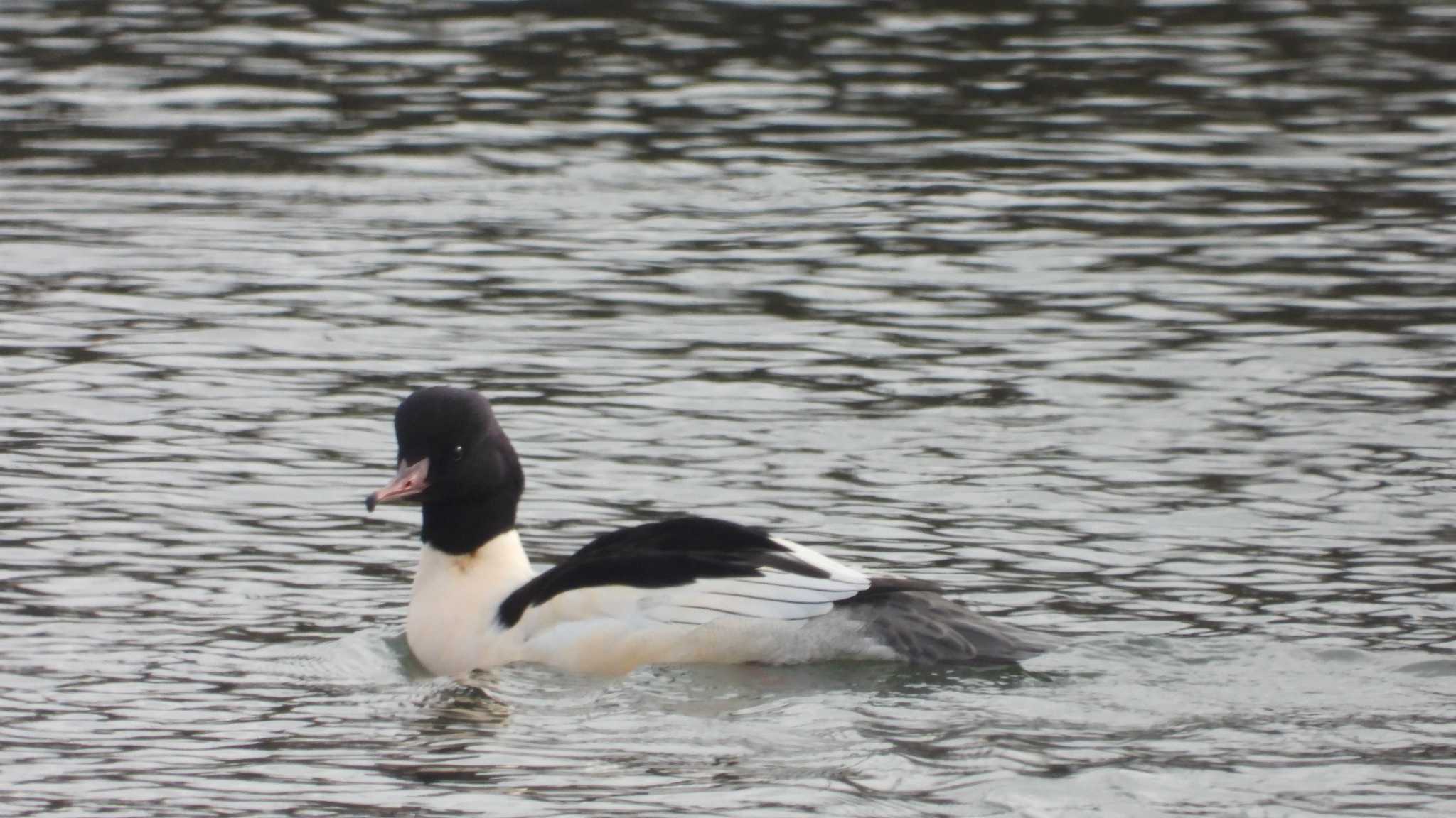 Photo of Common Merganser at 下田サーモンパーク(青森県おいらせ町) by 緑の風