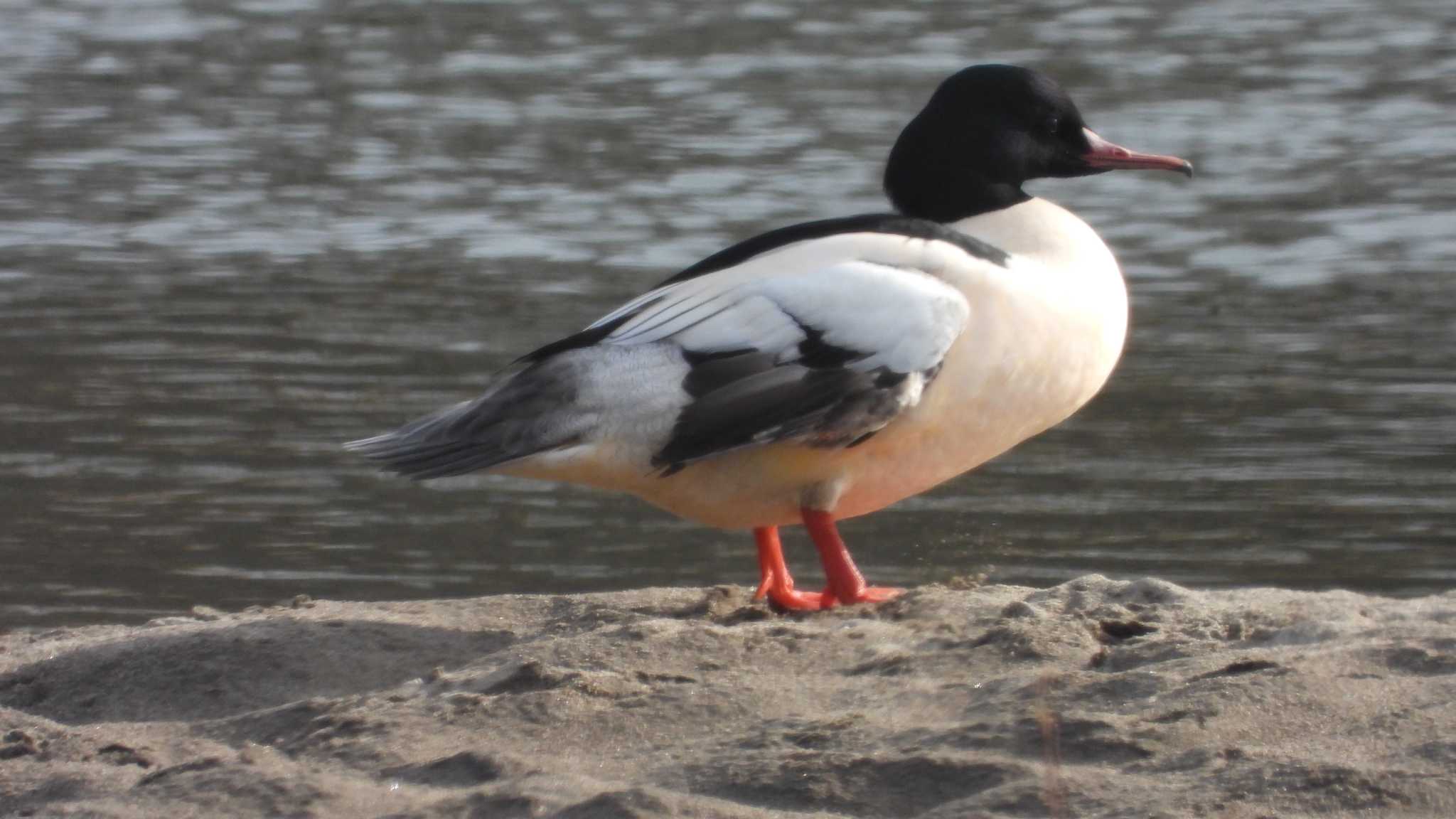 Photo of Common Merganser at 下田サーモンパーク(青森県おいらせ町) by 緑の風