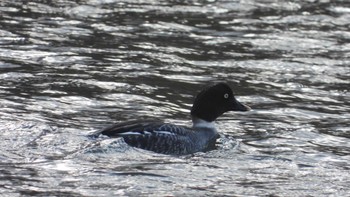 Common Goldeneye 下田サーモンパーク(青森県おいらせ町) Sun, 12/10/2023