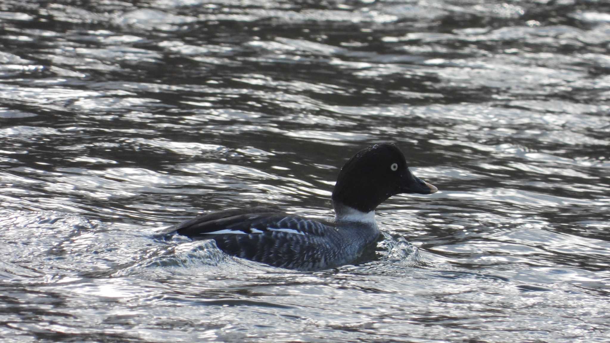 Common Goldeneye