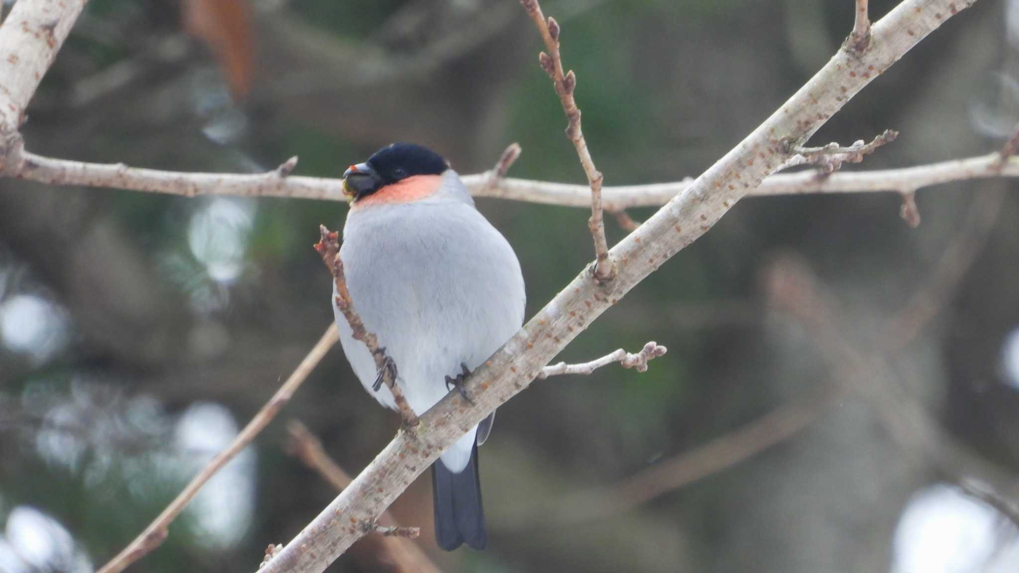 Eurasian Bullfinch