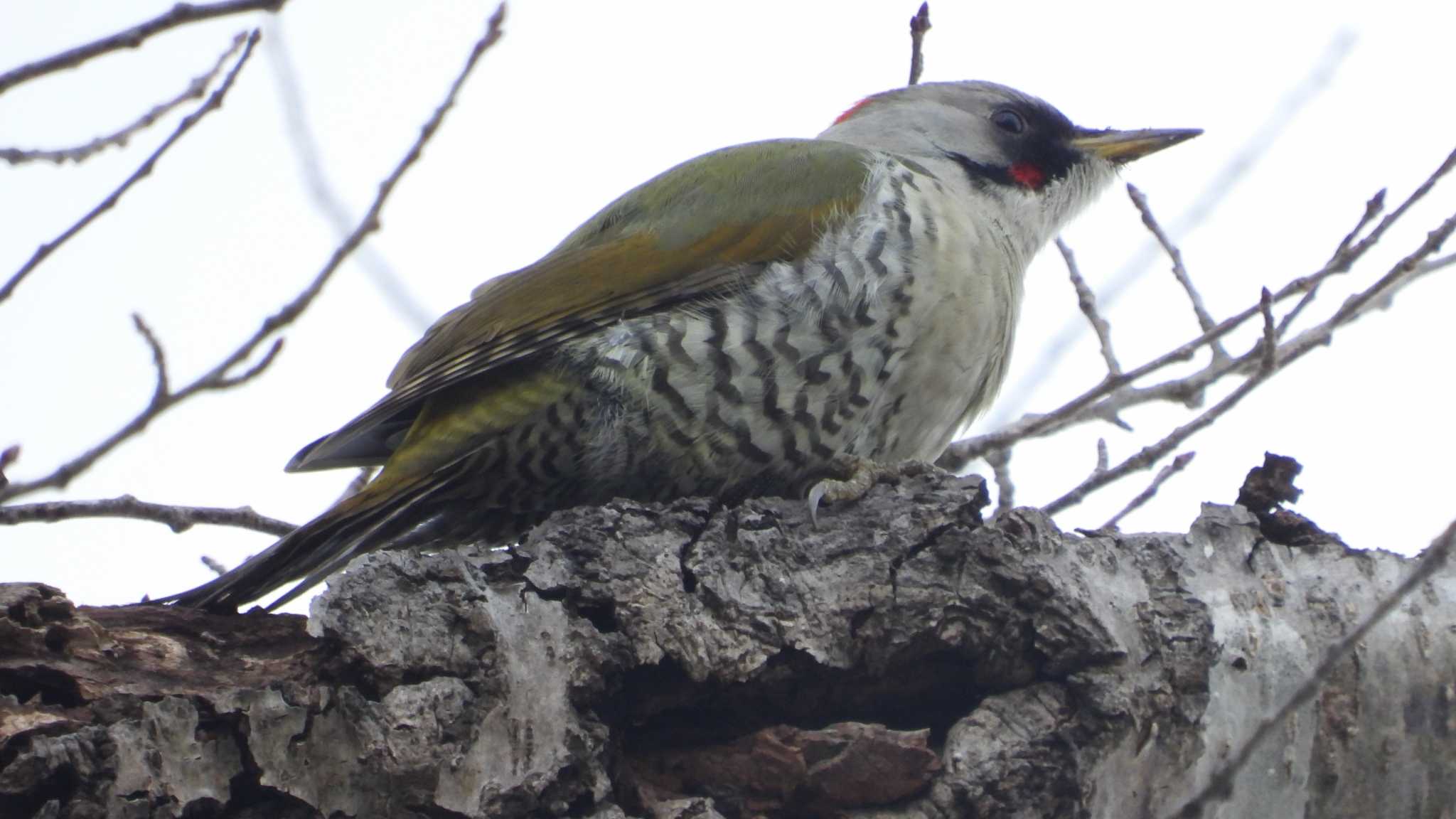 Japanese Green Woodpecker