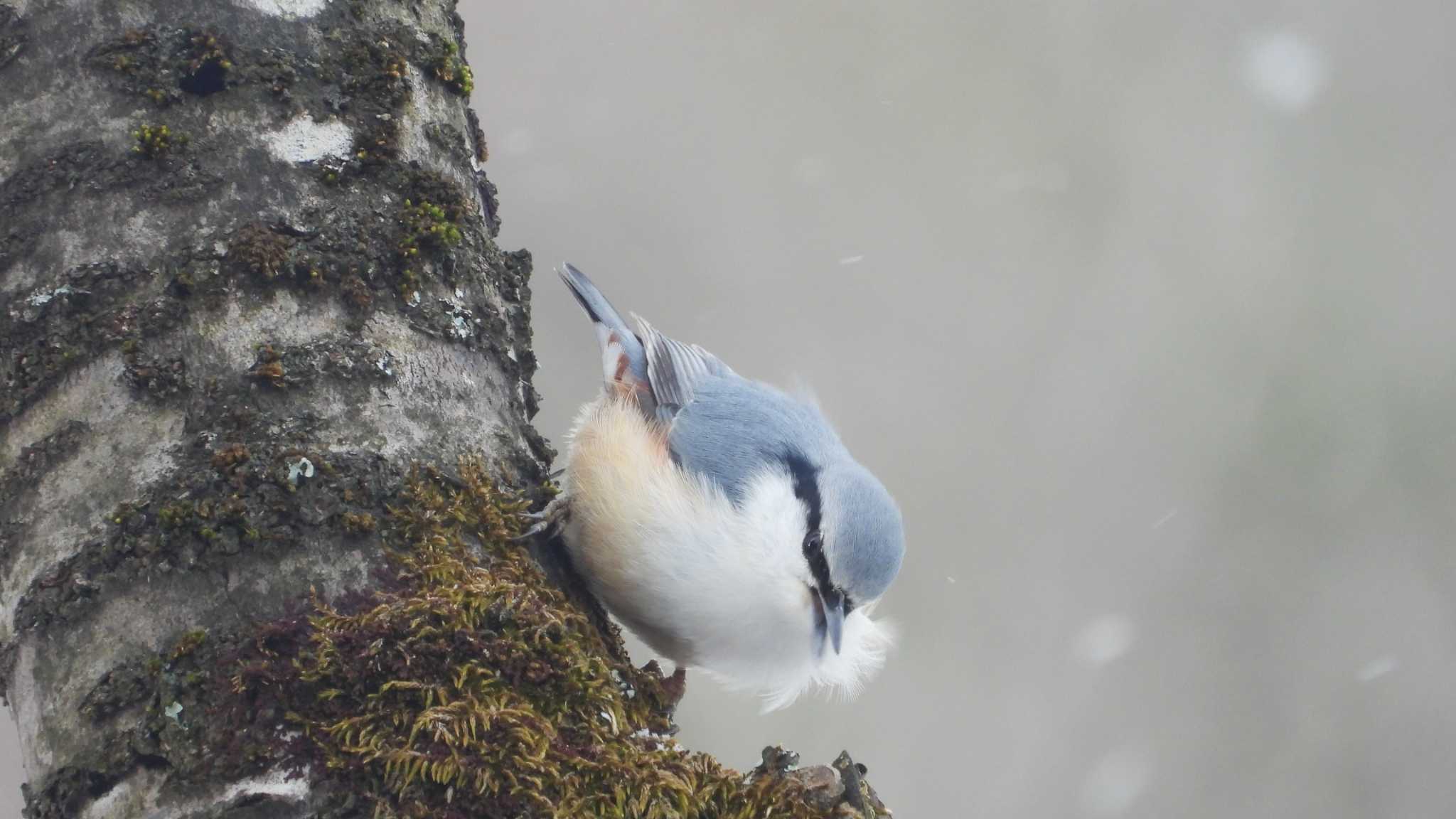 Photo of Eurasian Nuthatch at 八戸公園(青森県八戸市) by 緑の風