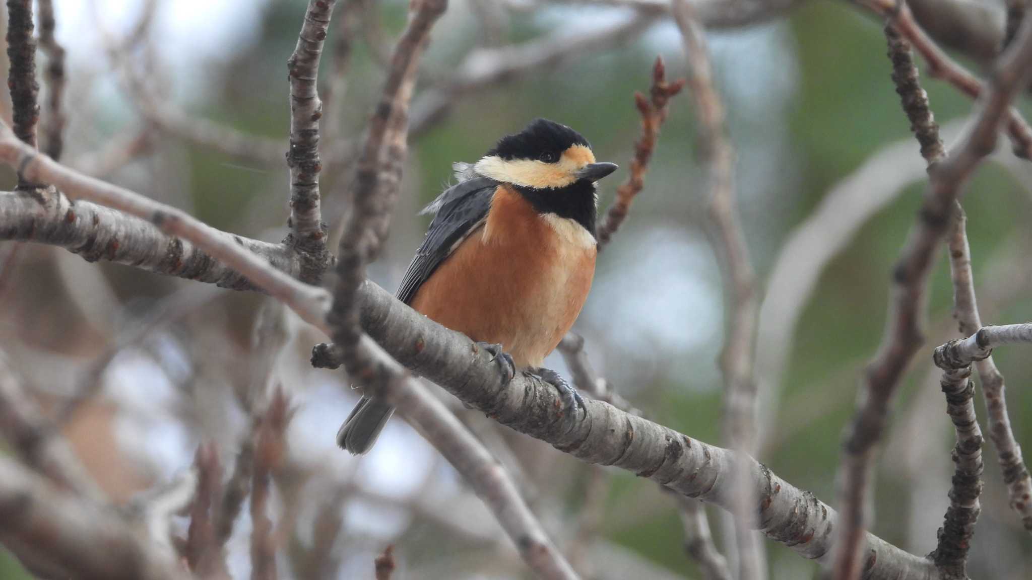 Varied Tit