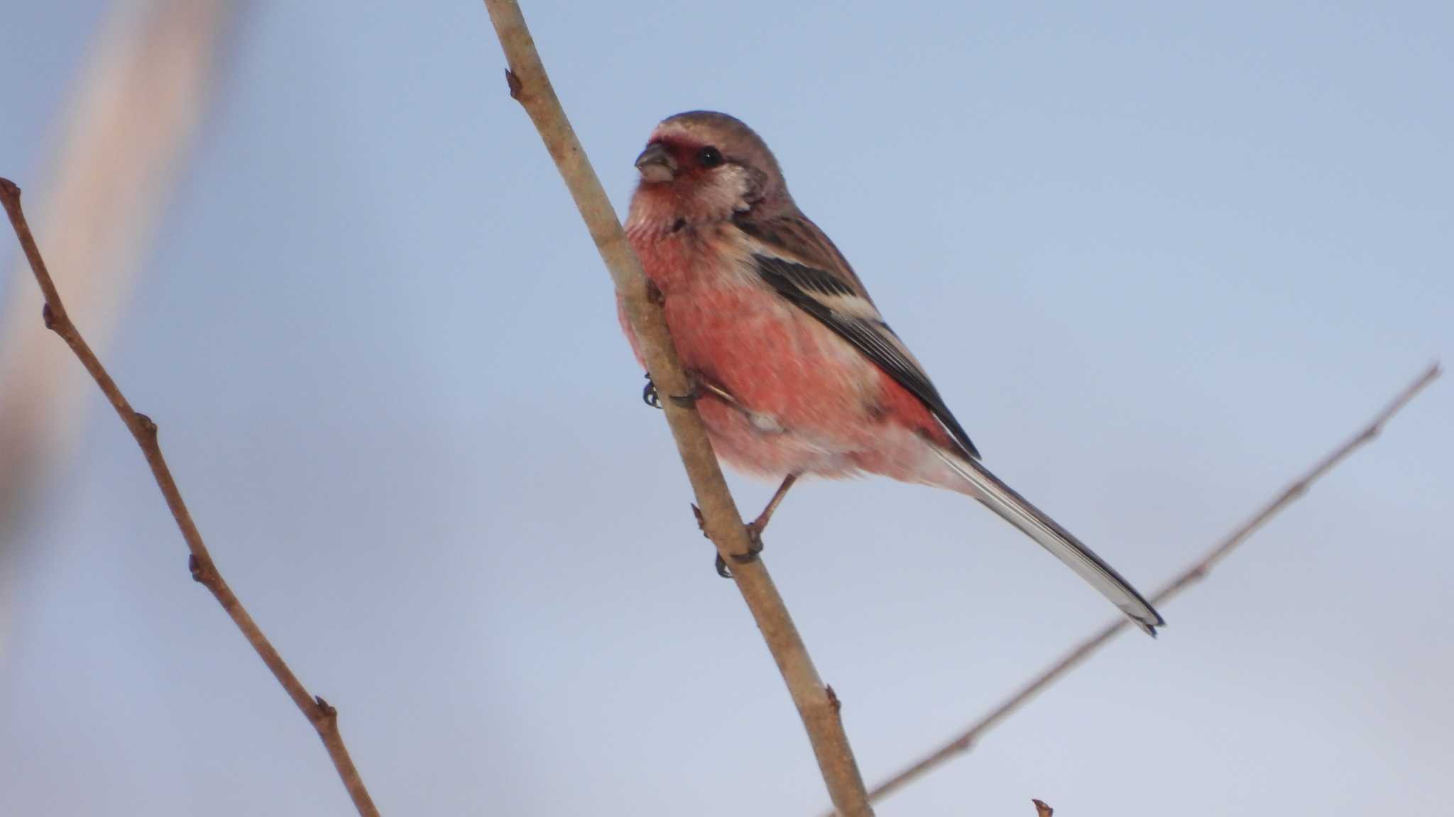 Photo of Siberian Long-tailed Rosefinch at 舘野公園(青森県六戸町) by 緑の風