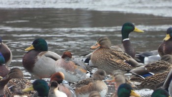 マガモ 舘野公園(青森県六戸町) 2023年12月29日(金)