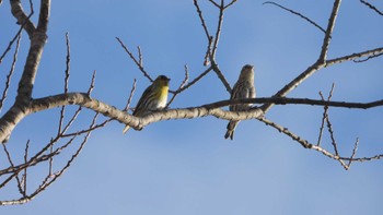 Eurasian Siskin 舘野公園(青森県六戸町) Fri, 12/29/2023