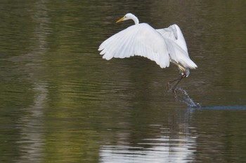 2018年10月28日(日) 滋賀県希望が丘文化公園の野鳥観察記録