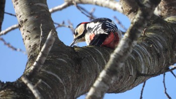 アカゲラ 舘野公園(青森県六戸町) 2023年12月29日(金)