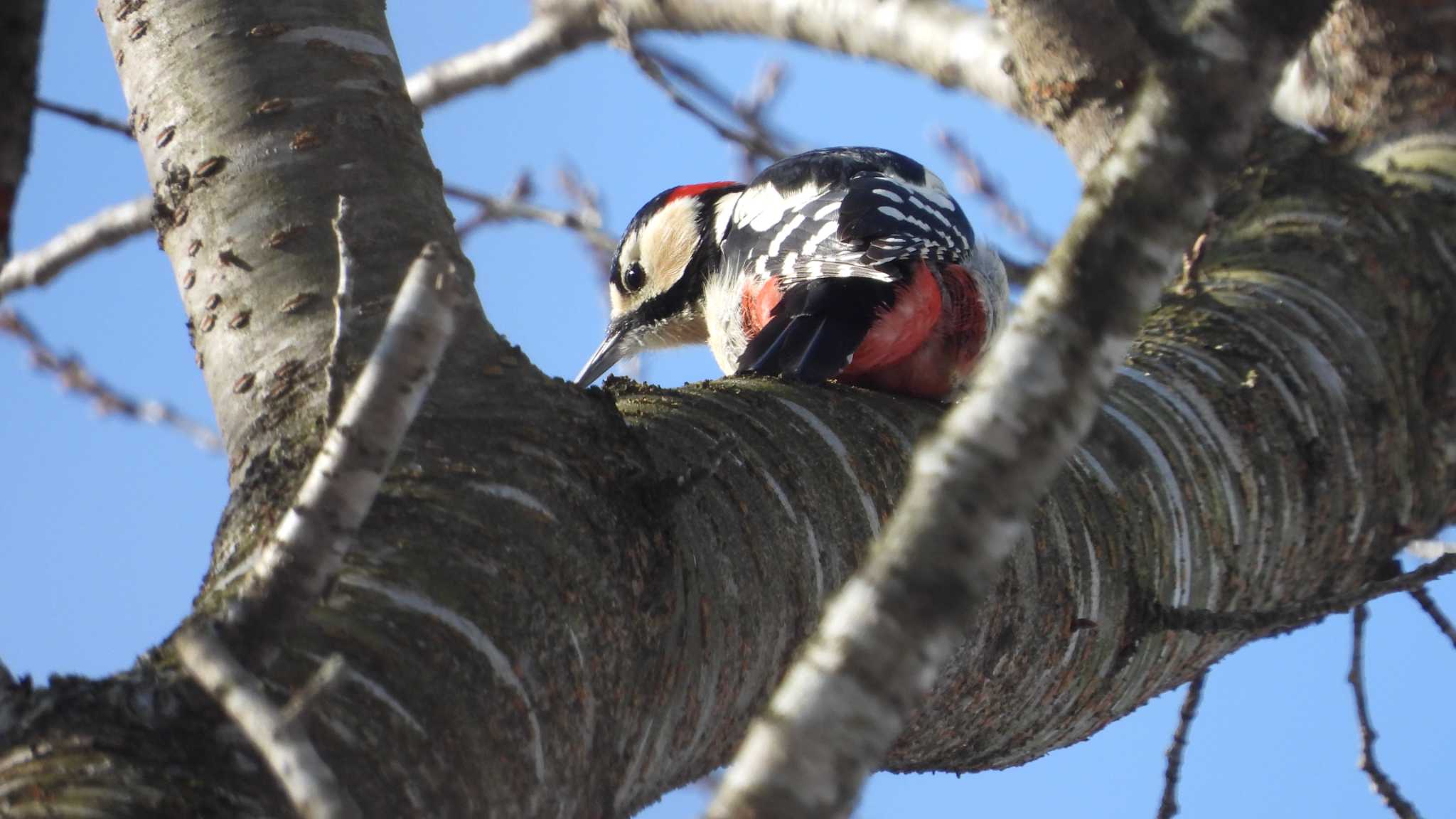 Great Spotted Woodpecker