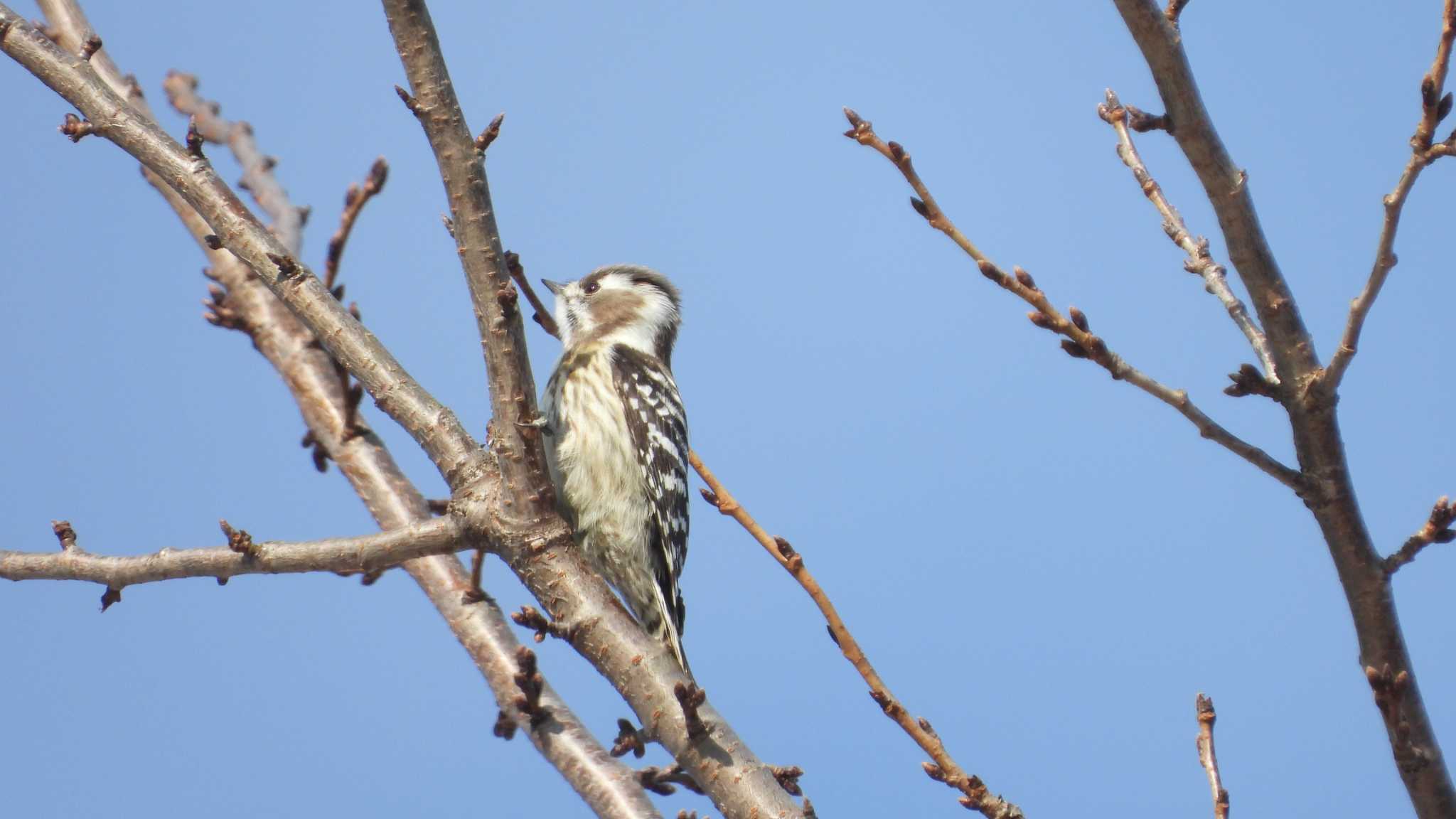 Japanese Pygmy Woodpecker